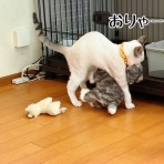 猫とお酒と日々のこと