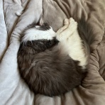 毛玉きょうだい