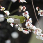 治水緑地の野鳥日記