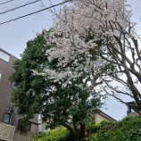 『花の季苑🌺(ユニット）/桜の花見と散歩』の画像