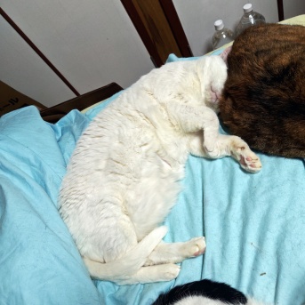 かわいいしろた