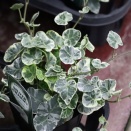 シルバーチャーミー&アジサイで鬼ヶ島A品