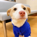 『【犬】みれなちゃん 家族が決まりました』の画像