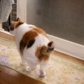 猫に小判を与えたら。 埋蔵金：千八百七拾八両　またかぁ・・・。　でぇ、お前ぇはぁ？