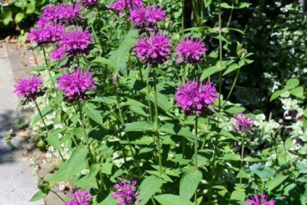 庭の草花にときめいて グランドカバー 庭の草花にときめいて グランドカバー