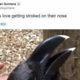 【動画】「ウサギとカラス、どっちに見える？」人によって見え方の違う動画が話題に