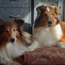 保護犬の里親になるという覚悟