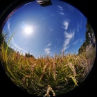 『円周魚眼レンズLAOWA4/2.8による秋の雲と稲田　2023/10/14』の画像