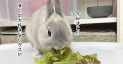 うさぎのルリ(10/25追記)
