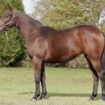 ねこパンチの一口馬主