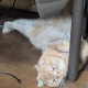 ウチの猫見てよ