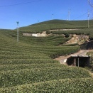 海外「京都でお茶摘みをしてきた！」日本旅行で特に魅力的だった場所／観光に対する海外の反応