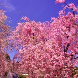 『2026.4『たけべの森 カンザン桜🌸➀』 岡山県岡山市北区』の画像