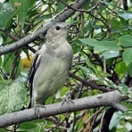 Tokyo_wildbirdpark_blog