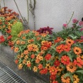 介護認定