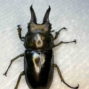 ローゼンベルグオウゴンオニ F1 24年〜