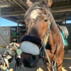 たぬきねこ日記