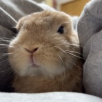 うさぎブログ　うさぎのしっぽ公式ブログ「日々しっぽ」