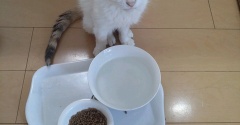 実物のﾈｺﾁｬﾝたちセカンド17