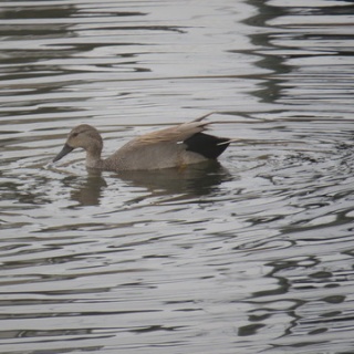 花鳥いろいろ 四季の野鳥