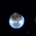 5月21日 刺激的な水中生物