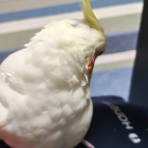 カズナル　～鳥達の襲撃