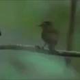 【GIF画像】GIF見て笑ったら寝ろｗｗｗｗｗｗｗｗｗｗｗｗｗｗｗｗｗｗｗｗ