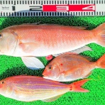 竹村貸舟店【高知県 浦ノ内湾～宇佐～須崎市横浪半島沖の船釣り】釣果情報 & ブログ