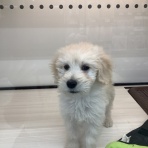 ペットショップワンラブ 埼玉寄居店のスタッフブログ