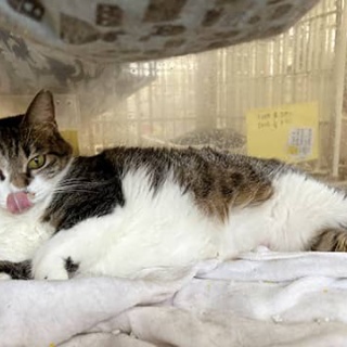 東京キャットガーディアンシェルター日記