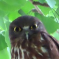 2026天然記念物大銀杏でアオバズクを撮る15🦉📸（足利市鑁阿寺）