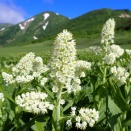 花盛りの火打山