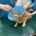 ねころぐ ～にゃんだかんだ幸せ猫多頭飼いの日々～