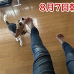 ガオだらけな日々　