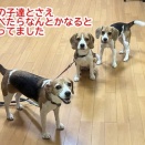 ちょこ華が来てくれて良かった日