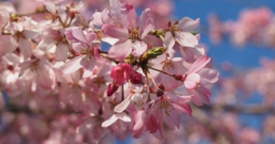 枝垂れ桜と貫太♪