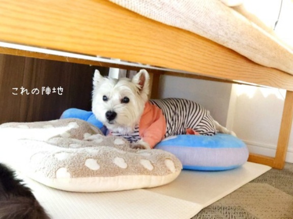 犬との暮らしは家具配置も一苦労。とりあえず、犬たち、優先で！
