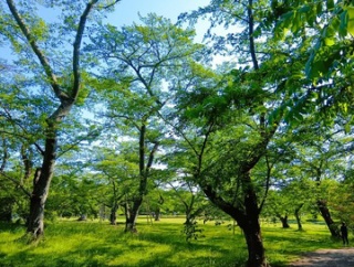 FOREST BATHING【森林浴】