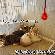 緊急移住することにした。