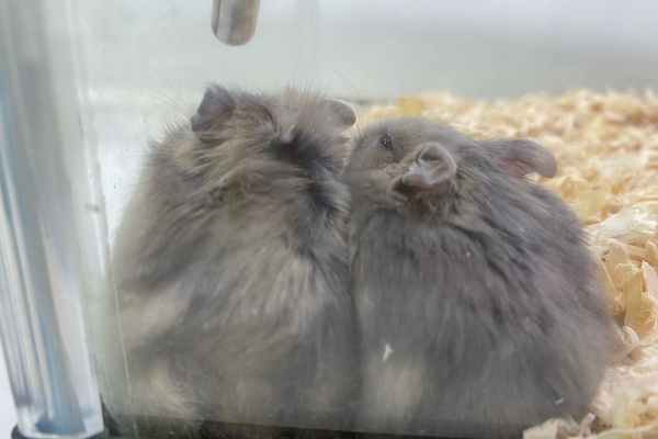 小動物専門店nature S ペッツワンカインズホーム蓮田店