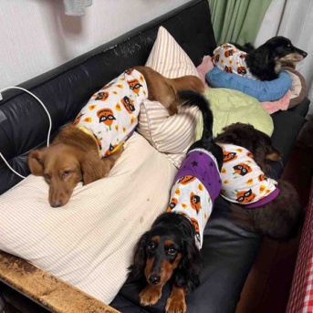 飼い主の座るスペースがない。