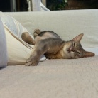 思い思いにくつろぐ猫たちに癒されるラッキー飼い主