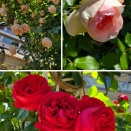 薔薇の季節（続き）