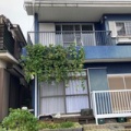ホップの撤去