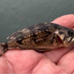 スーさんノート