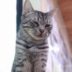 猫カフェ ねこまんまBlog