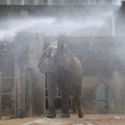 とべ家の猛暑対策 ~シャワー気持ちいいね~