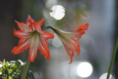 EBC FUJINON.T 135mm f2.5(M42) : 会計士によるバリューアップ