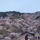 『奈良～吉野の桜』の画像