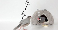 すべての元凶は、これ。